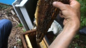 Покупаю пчелопакеты среднерусской пчелы татарской популяции