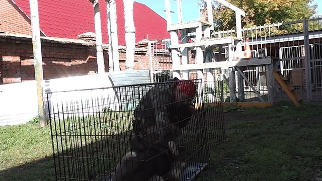 Как приучить собаку к клетке 3 (реальное приучение. видео без обработки) смотреть онлайн