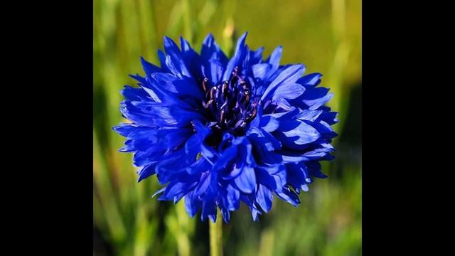 Азбука цветов смотреть онлайн