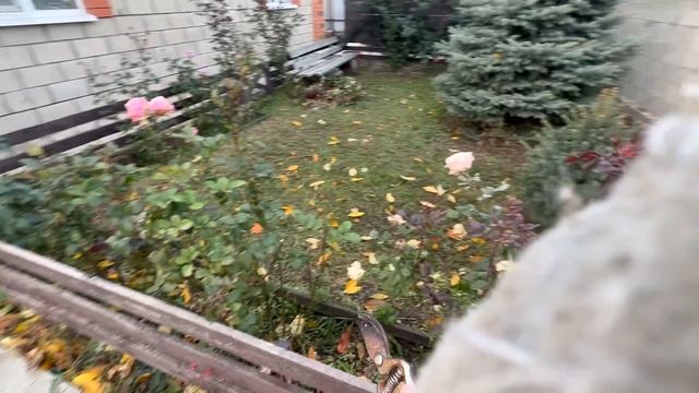 сижу без СВЕТА обрезаю розы // кормлю ФАНТОМОВ смотреть онлайн