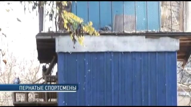 Почтовые голуби — надёжное средство связи смотреть онлайн