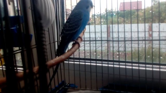 Все о волнистом попугае !!! смотреть онлайн