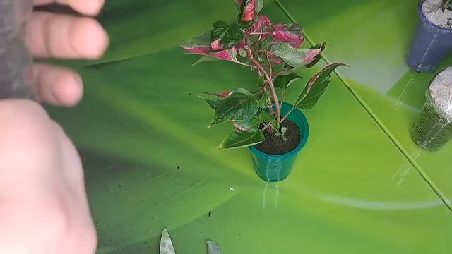 Новиночки? посадка папоротников