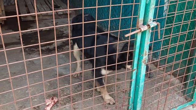 Узники Ада приходят в себя | Навестили Хасю и Чёрного в отлове | У меня +1 крошечная собака смотреть онлайн