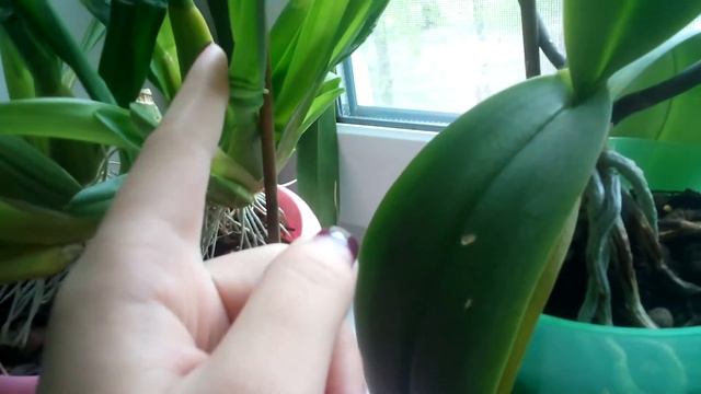 Цветение мая! Любимые орхидеи. смотреть онлайн