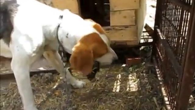 Как чем кормить охотничью гончую собаку и пробежка с собакой смотреть онлайн