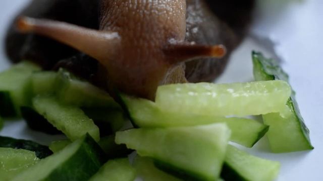 Питание улитки. Улитка ест огурцы с хрустом. Крупный план улитки.