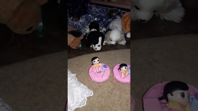 Новогоднии подарки от Святого Николая и Деда Мороза🎅💥👏.Всех с праздниками от Ариши🎄🎄🎄💖💞🐶 смотреть онлайн