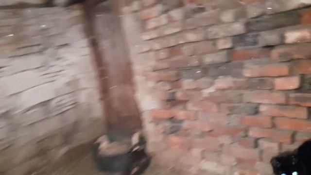 Почистил курятник? Зелень курам???? Утреннее кормление ?????? Яйценоскость зимой ?❄