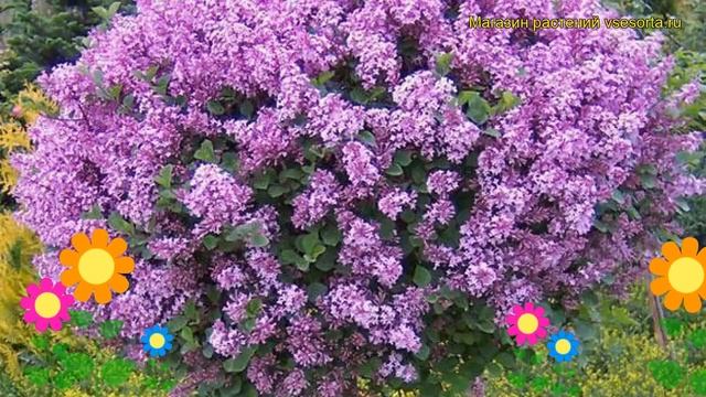 Сирень мейера Палибин. Краткий обзор, описание характеристик syringa meyeri Palibin смотреть онлайн