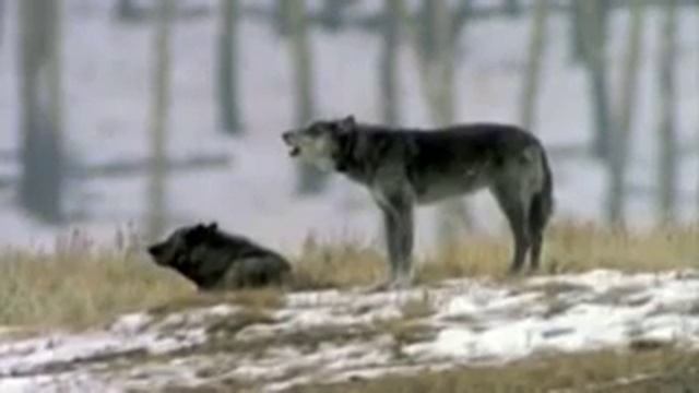 Волки поют. Красиво сделано. ).240.mp4 смотреть онлайн