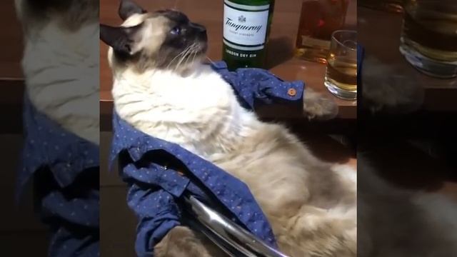 Кипр, кот? Барон на отдыхе, ))) смотреть онлайн