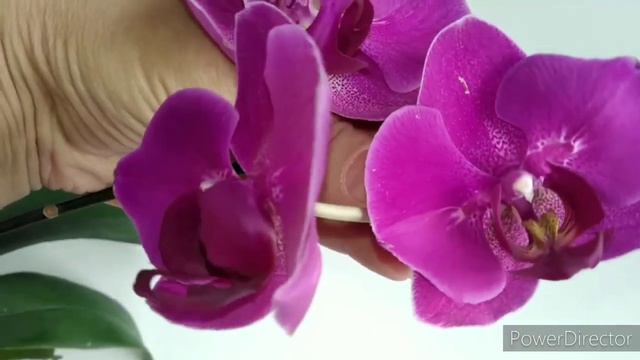 🌸Цветение орхидей🌸Февраль 2021🌸 смотреть онлайн