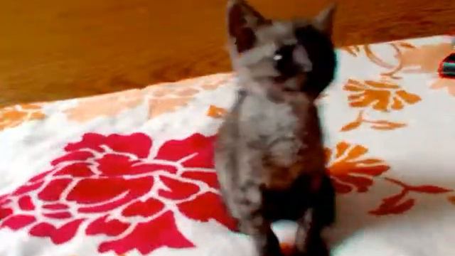 Наш котик Мурзик