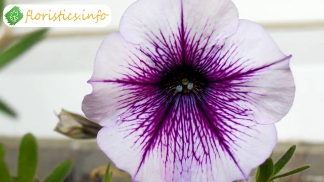 ? Петнуния – описание цветка смотреть онлайн