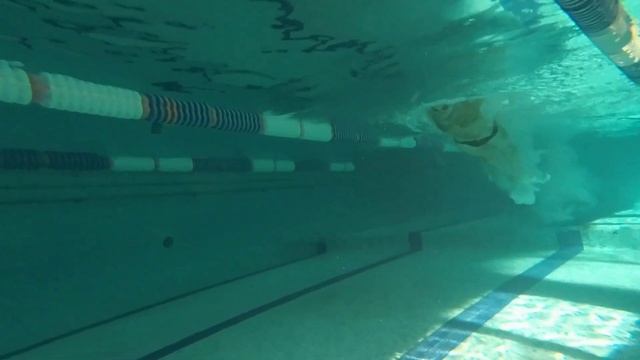 Сравниваем технику плавания Мастера спорта с любителем смотреть онлайн