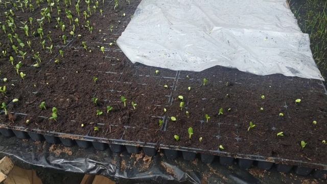 Всходы 09.04.19. Последствия задымления теплицы смотреть онлайн