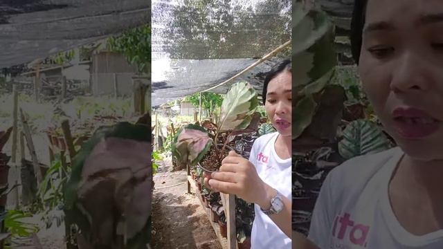 HOW LONG WILL IT TAKE TO RECOVER DAMAGE CALATHEAS?damage plants from shipment and why смотреть онлайн