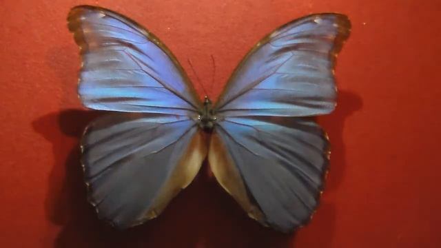 Morpho Didius смотреть онлайн