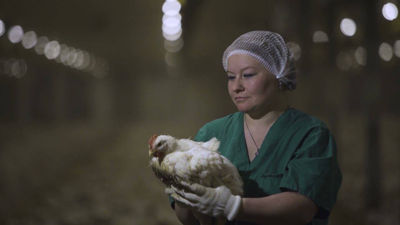 Птичница смотреть онлайн