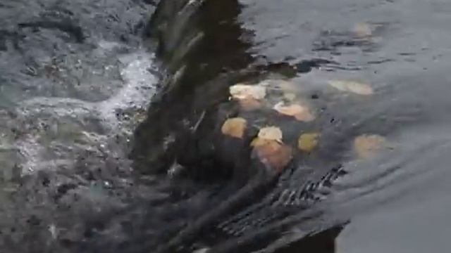 В Сортавальском районе начали строительство малой ГЭС смотреть онлайн