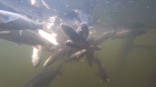 ЗАРЫБЛЕНИЕ ВОДОЕМА. КАРП. АМУР. ТОЛСТОЛОБИК. смотреть онлайн