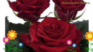 Роза чайно-гибридная Експлорер. Краткий обзор, описание характеристик, где купить Explorer