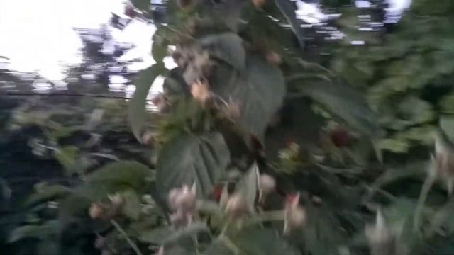 Малина Джоан Джей плодоношение 2017г смотреть онлайн