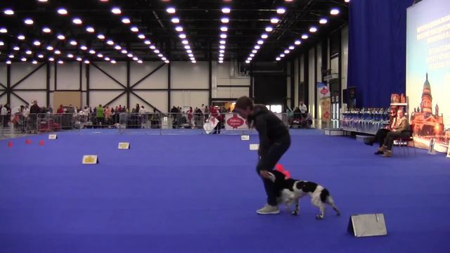 ДЕТИ - Лучинская Анжелика и Английский кокер спаниель Кэрри