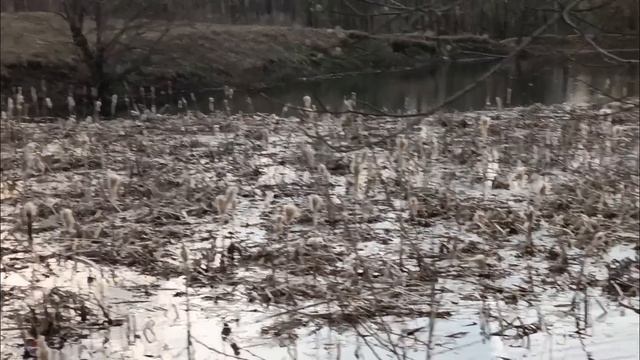 ОХОТА НА СЕЛЕЗНЯ/ КАК К СОБАКЕ УТКА ПРИПЛЫЛА/