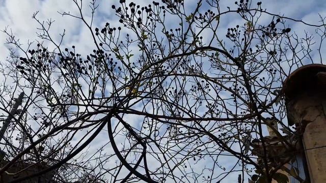 В Провансе весна! +15°… работы в саду. смотреть онлайн