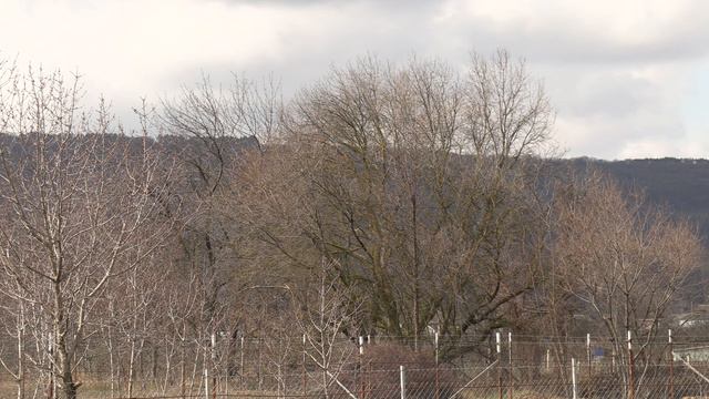 лебедь улетела но обещала вернутся, питомник роз полины козловой rozarium.biz смотреть онлайн