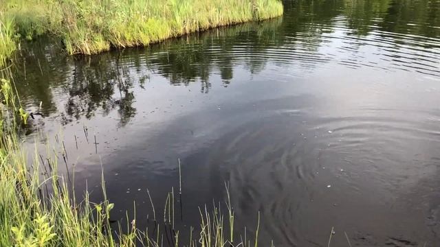 Щука на FISH SEASON FARIO NT MORM смотреть онлайн