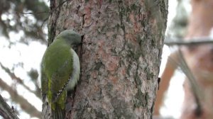 Седой дятел скрытная птица