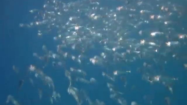 южноазиатская тропическая скумбрия в Sharm el Arab MVI 4254 смотреть онлайн