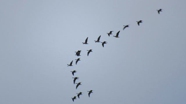 Гуси летят...