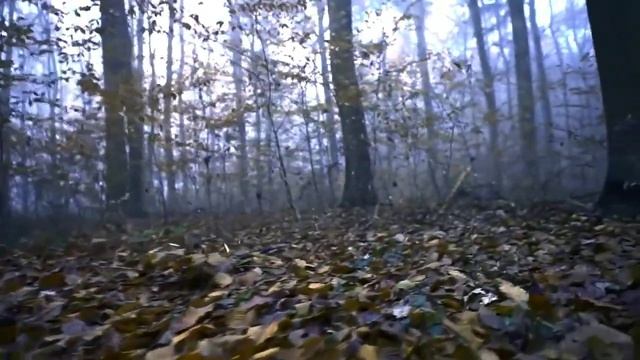 Чарующая красота леса смотреть онлайн