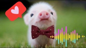 КАБАНЧИК ПЕСНЯ