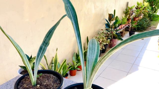 SANSEVIERIA METALLICA SILVER SIAM | SNAKE PLANT 🌱 смотреть онлайн