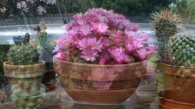 My Rebutia perplexa Cactus in pink bouquet with Bumble Bee may 2014 смотреть онлайн