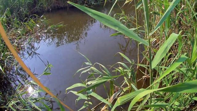 Июнь - на рыбу плюнь ? Жареный карасик на походной печке. смотреть онлайн