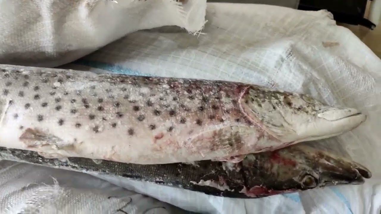 Щука Амурская 2-3 кг смотреть онлайн