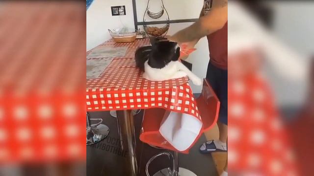 СМЕШНЫЕ ЖИВОТНЫЕ 2020,приколы с котами,ТЕСТ НА ПСИХИКУ попробуй не засмеяться#11 смотреть онлайн