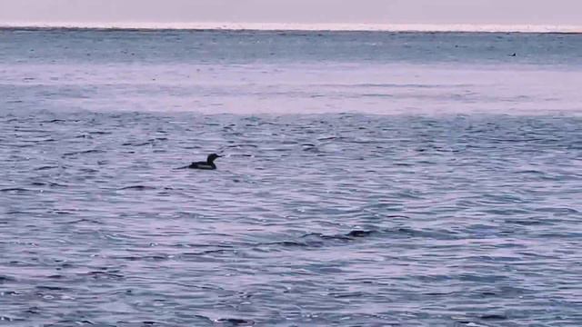 Дивная музыка из к/ф «Раба любви» смотреть онлайн