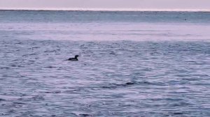 Дивная музыка из к/ф «Раба любви»