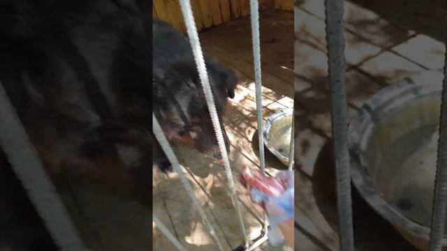 Мишка, приют для бездомных животных Сириус в Киевской области.#приютдлясобак #приютдляживотных #dog