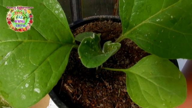 Что такое биоинсектициды? А не опасны ли они для человека и пчел?