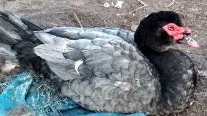 Индоутки какие бывают окрасы//голубые изумрудные ореховые лиловые мускусы