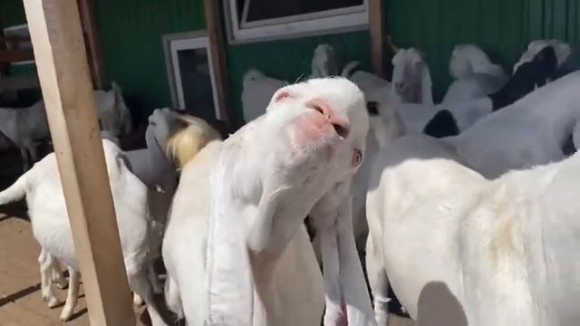 Козы Гулаби смотреть онлайн