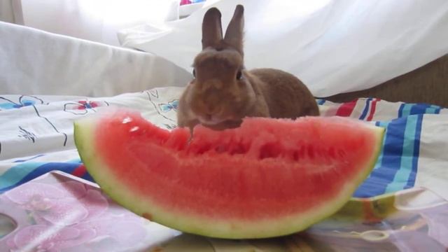 Кролик Дэйзи ест арбуз. Bunny Daisy eats watermelon смотреть онлайн